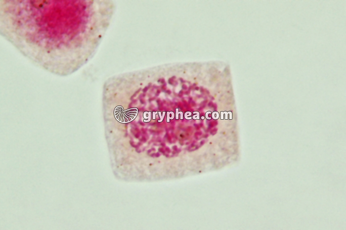 Mitose cellules de racine d'Ail - Prophase (début) x800 - gryphea.com